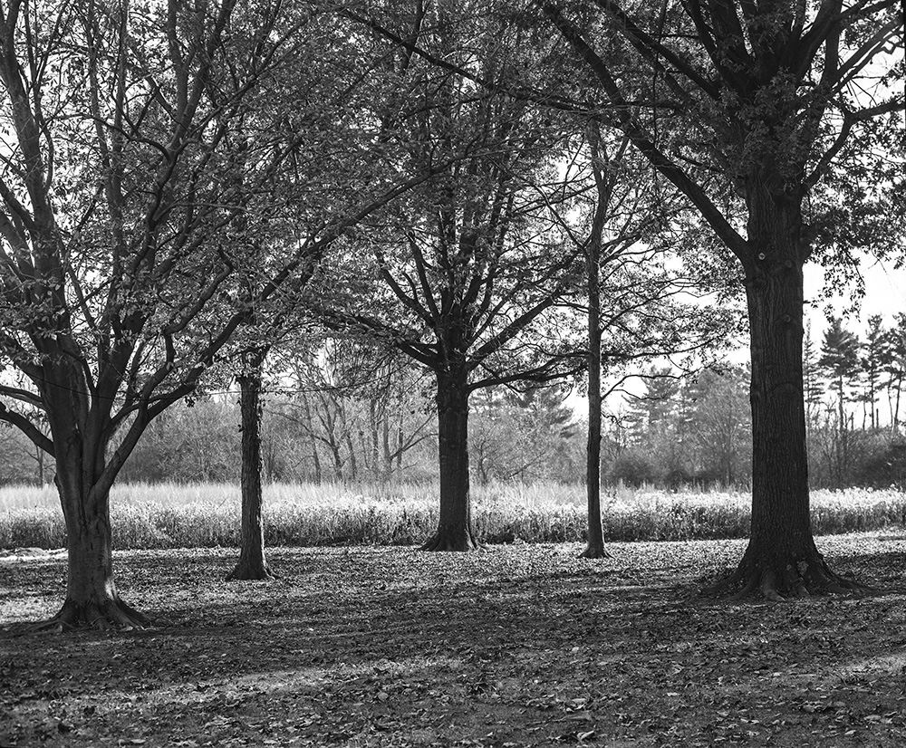 Sharon Woods 1