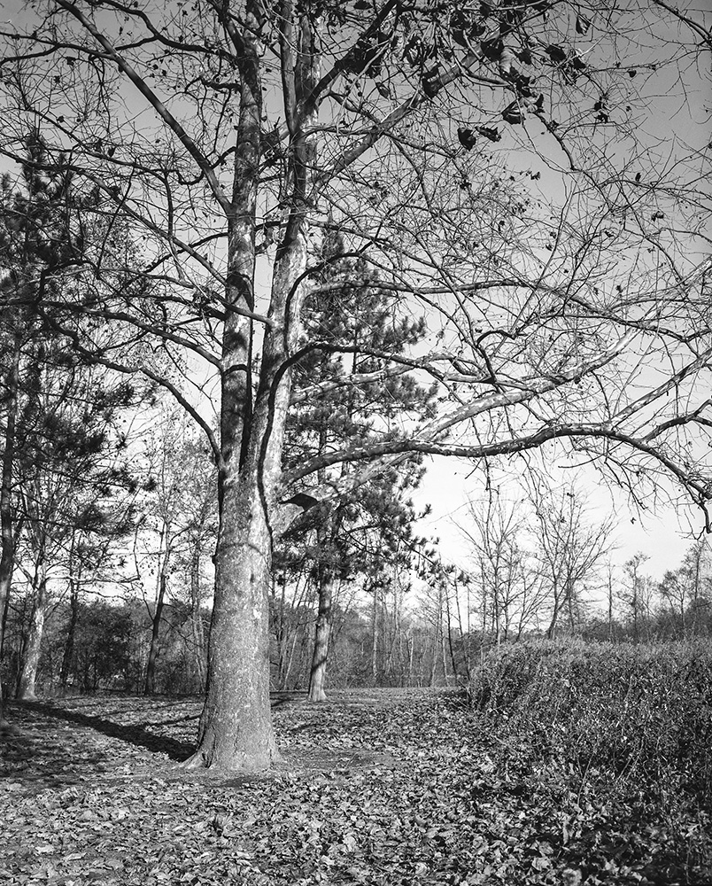 Sharon Woods 2