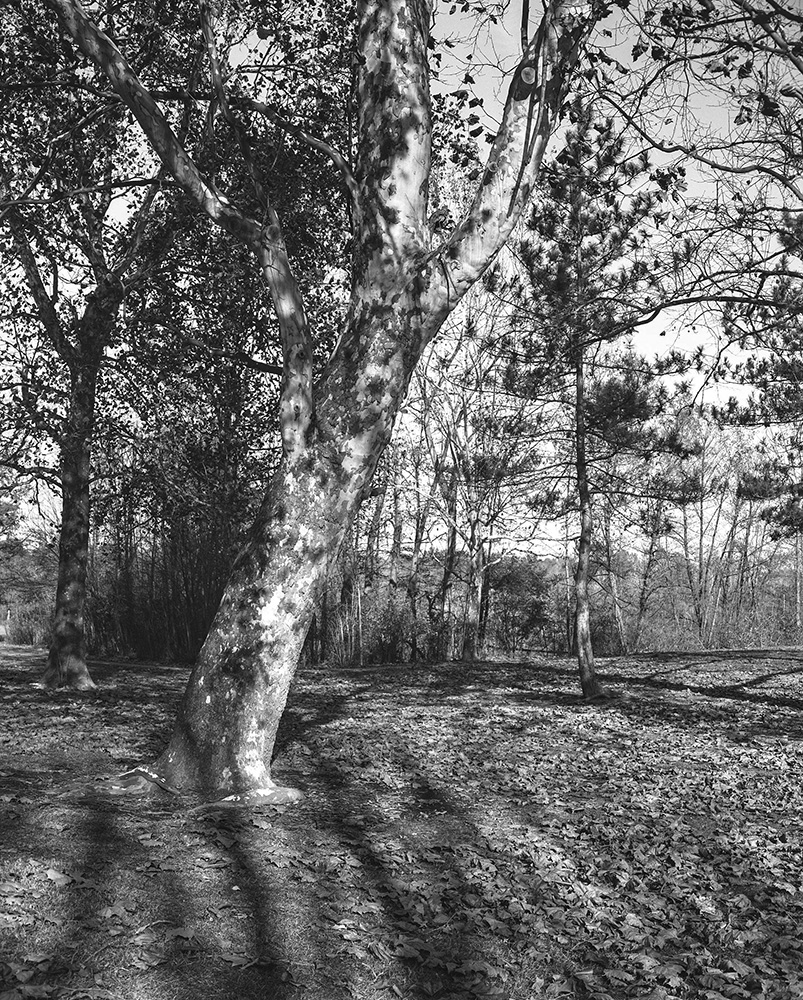 Sharon Woods 3