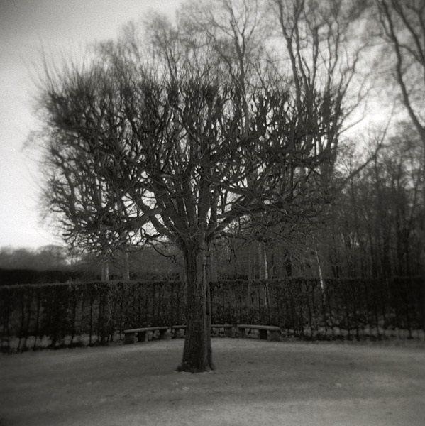 Shaved Tree With Neighbour´s Cap