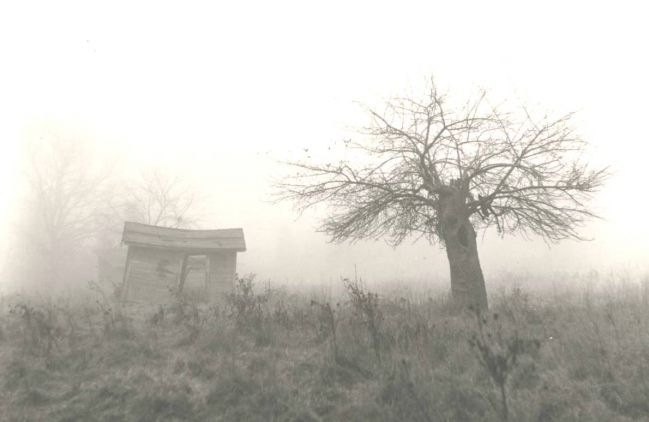 Shed and Tree