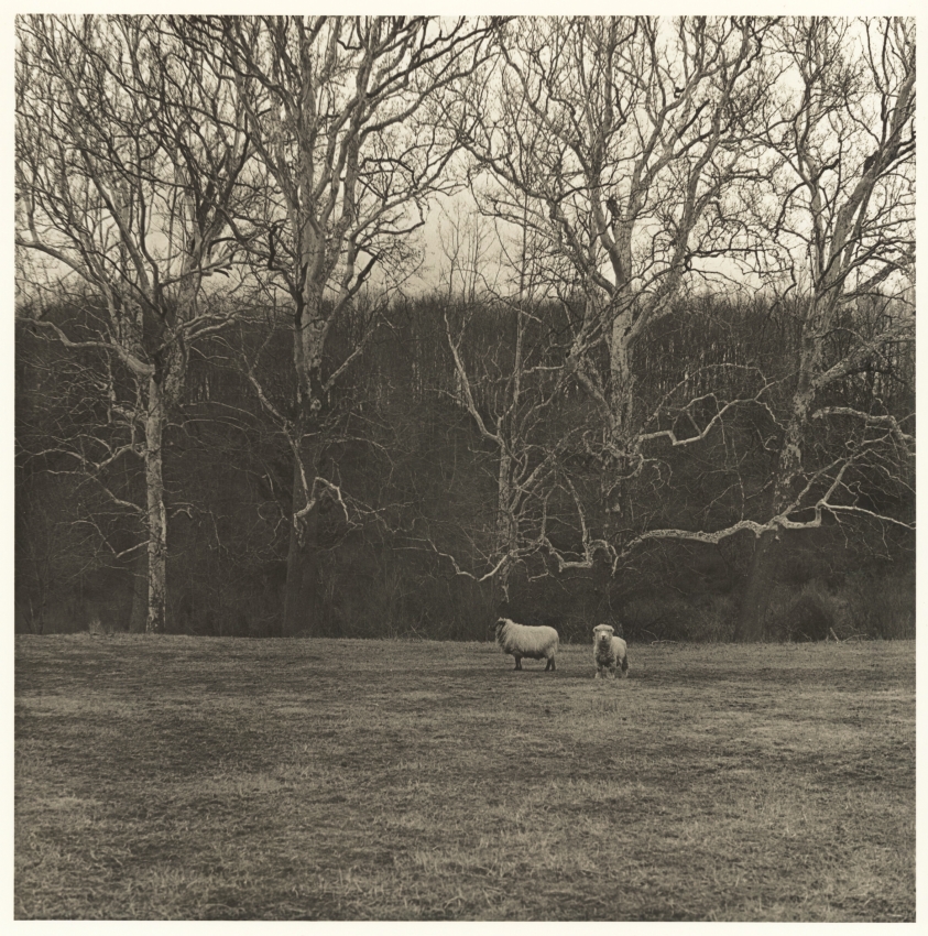 Sheep and Sycamores