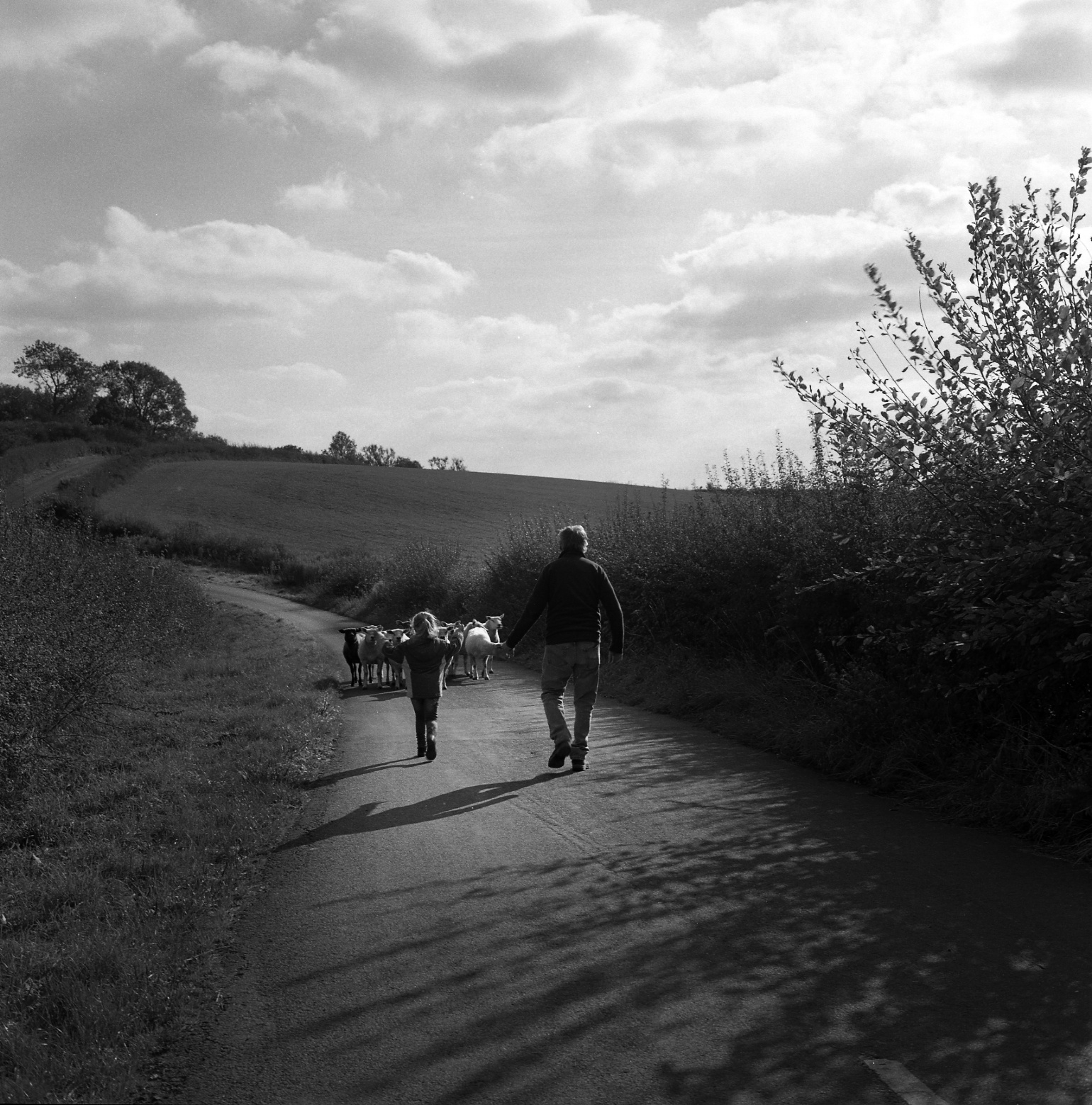 Sheep on Gallowheads Lane