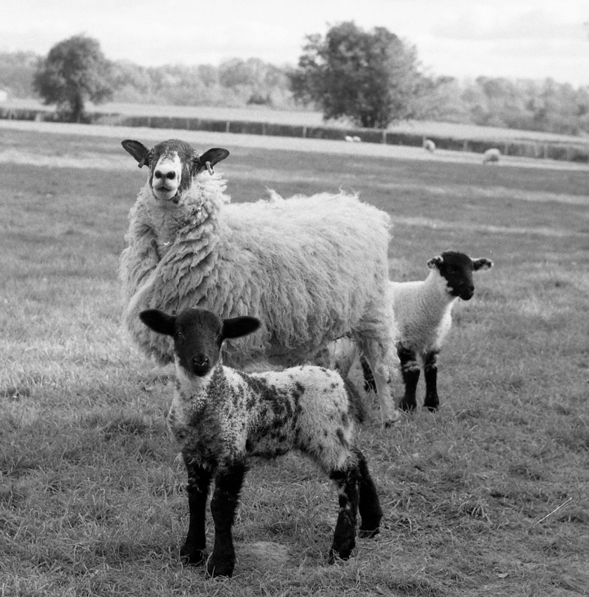 Sheep Sheep Sheep