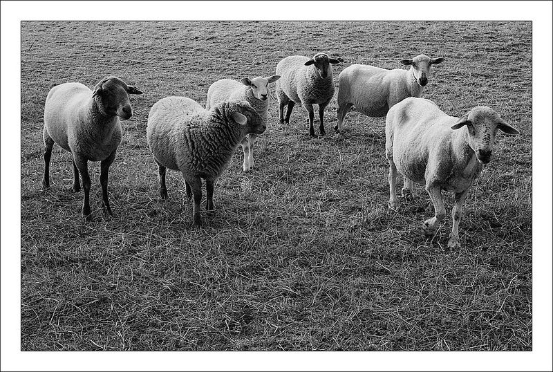 sheepness