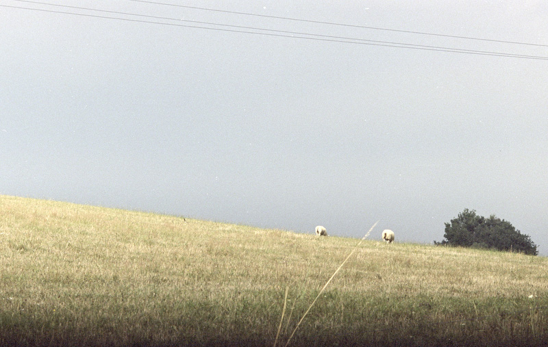 sheeps