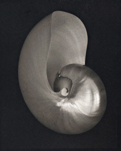 Shell #2
