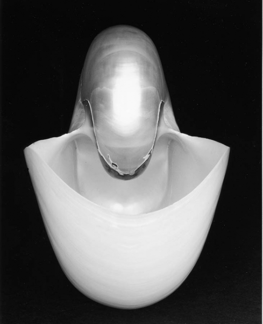 Shell #4
