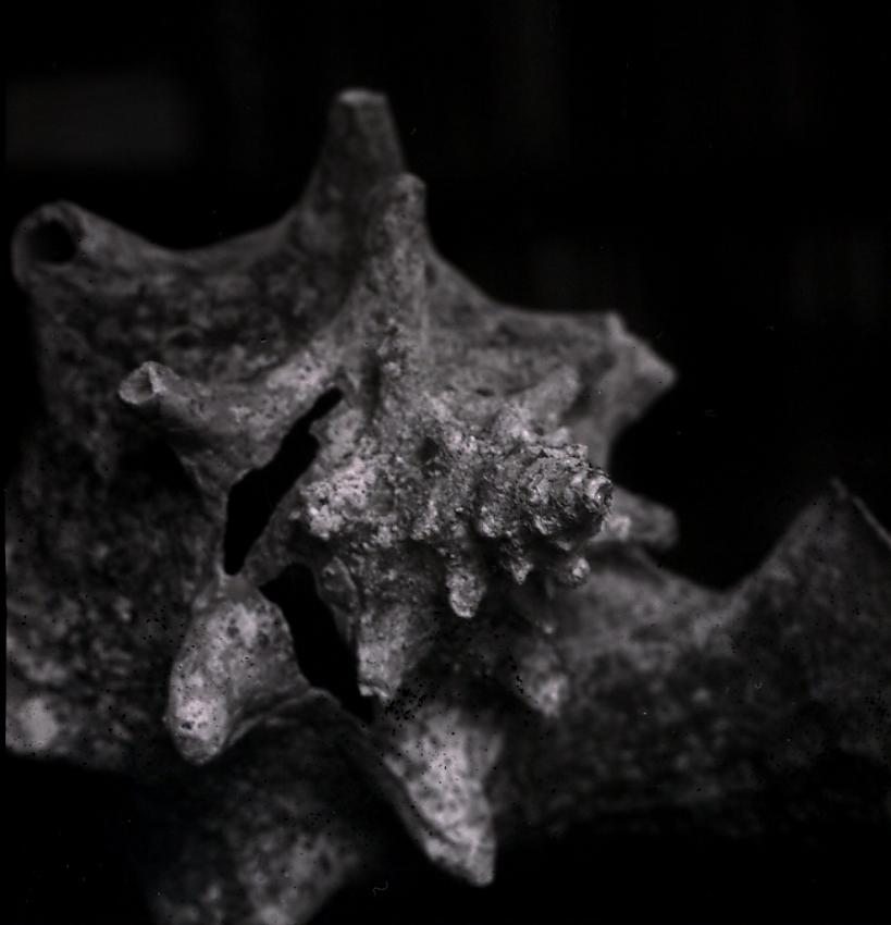 Shell Detail