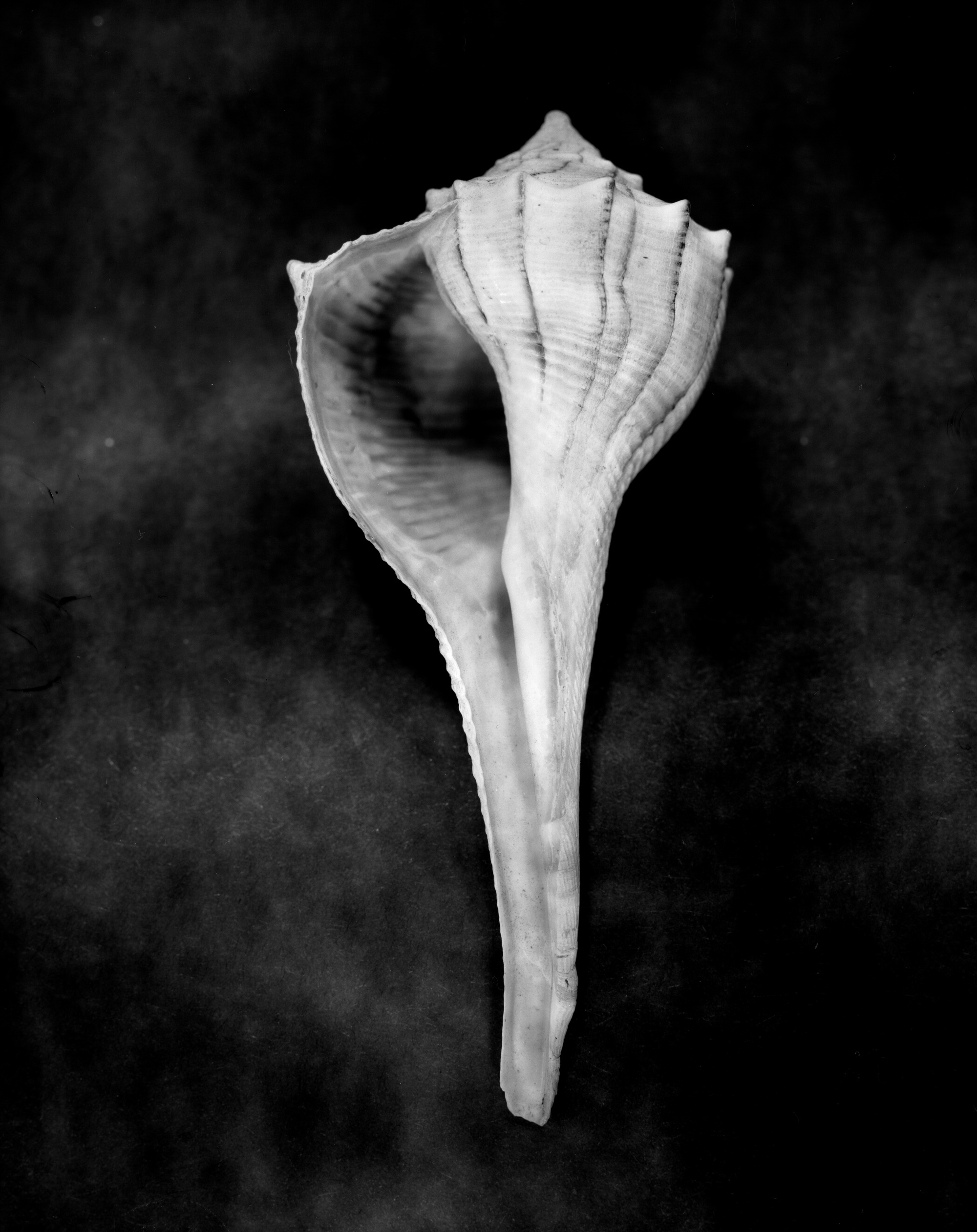Shell