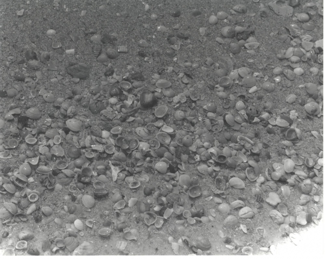 Shells in damp sand
