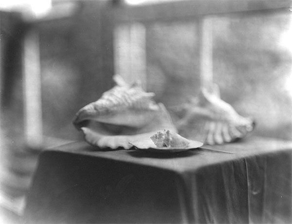 shells in the window