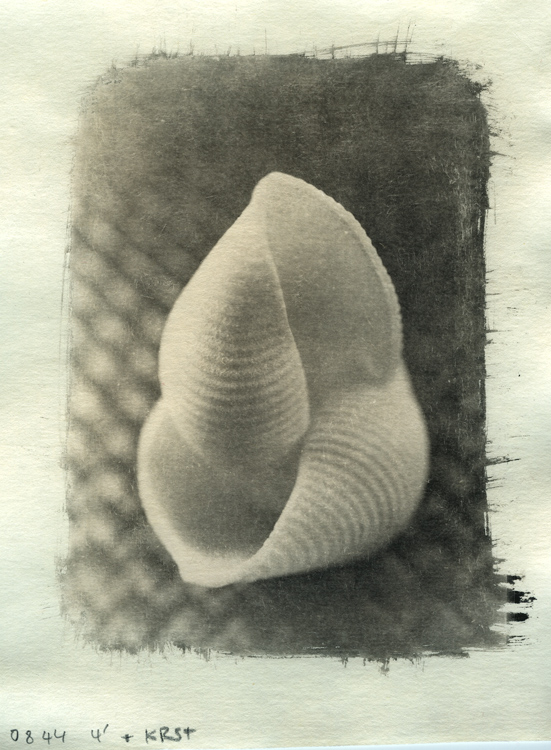 Shells... Print In Progress