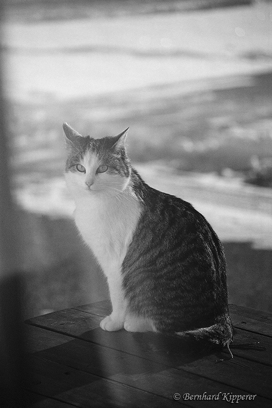 Shiny_Cat