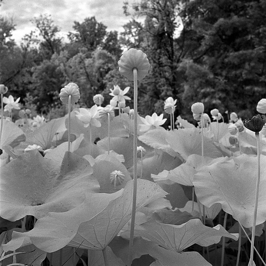 Showerheads - Lotus Blossoms, Kenilworth Aquatic Gardens