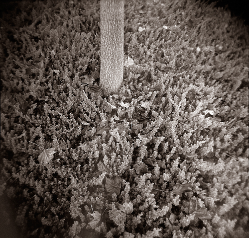shrub and trunk