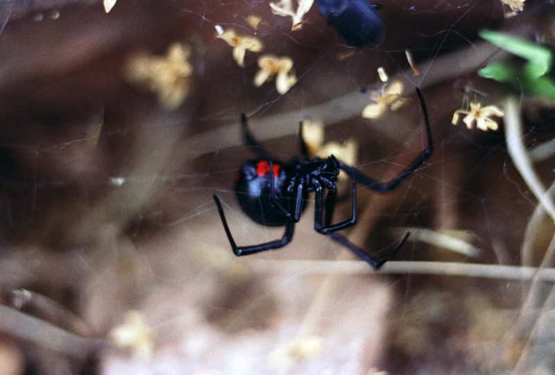 Shy Widow