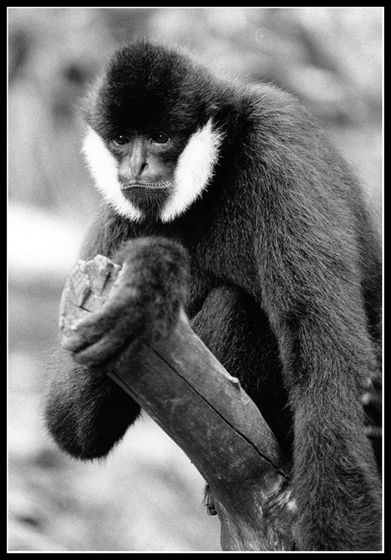 Siamang