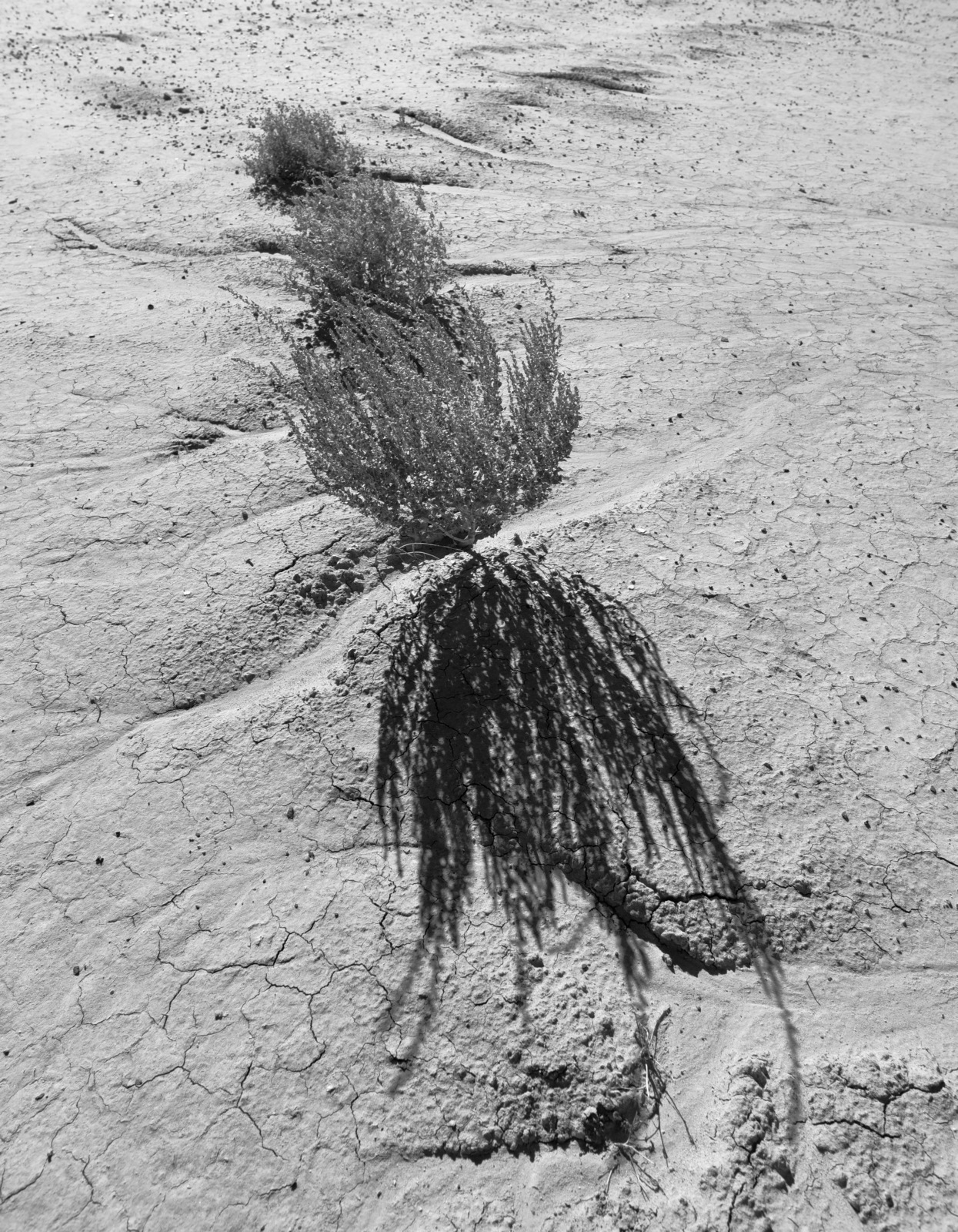 silent.world.4 (a temporary tenacity)