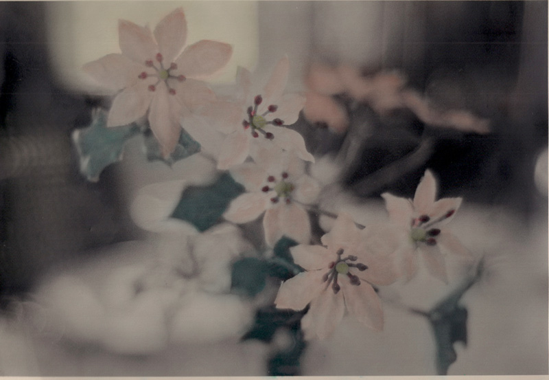 Silk Flowers- Hand Coloured