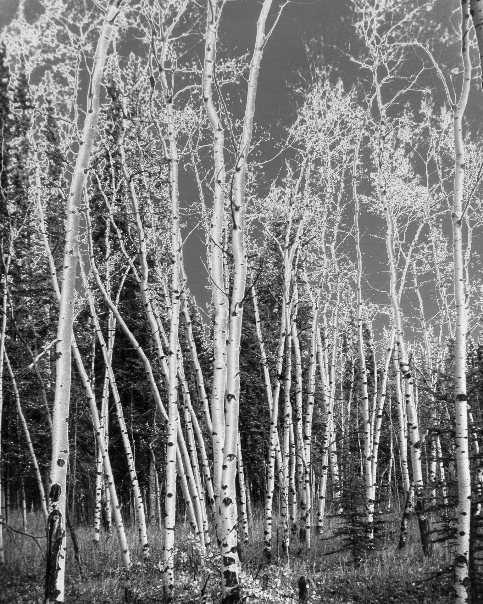 Silver aspens