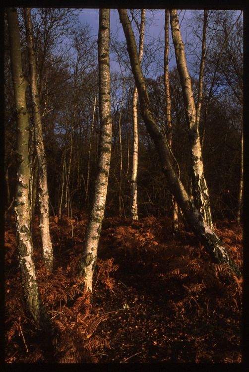 Silver Birch.