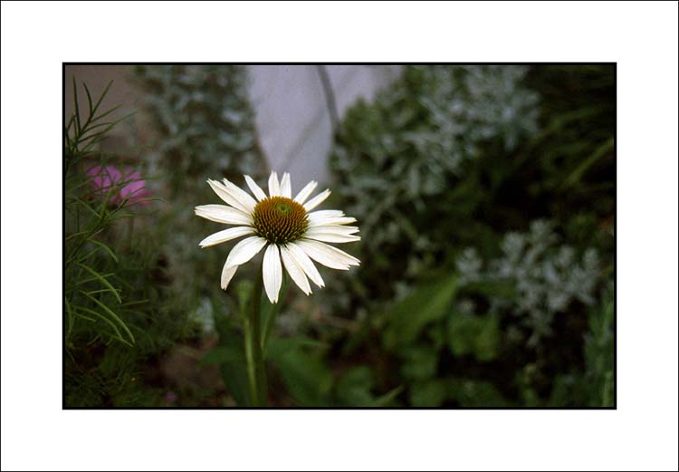Single Coneflower