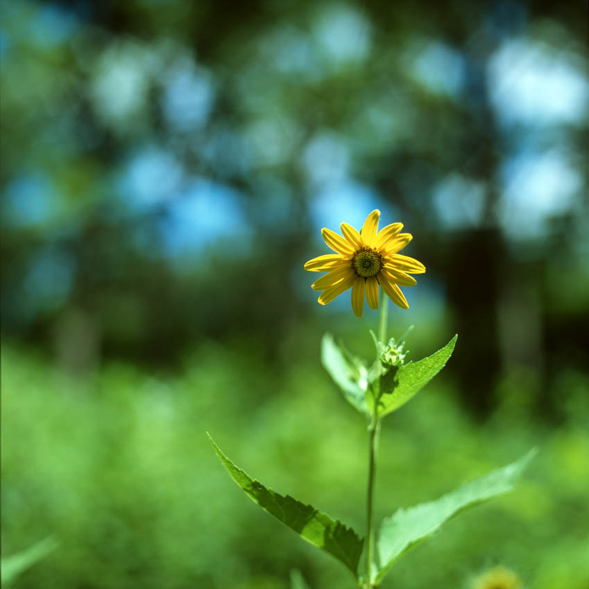 Single flower