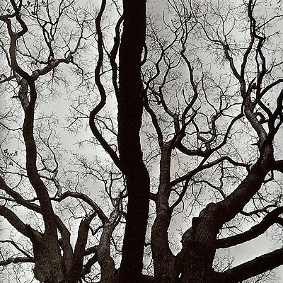 Sinuous Branches