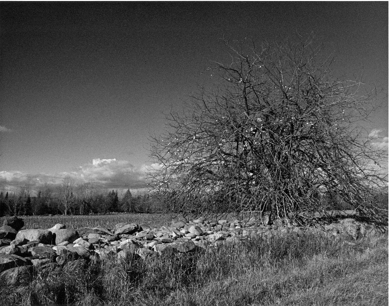 Six Acre Field
