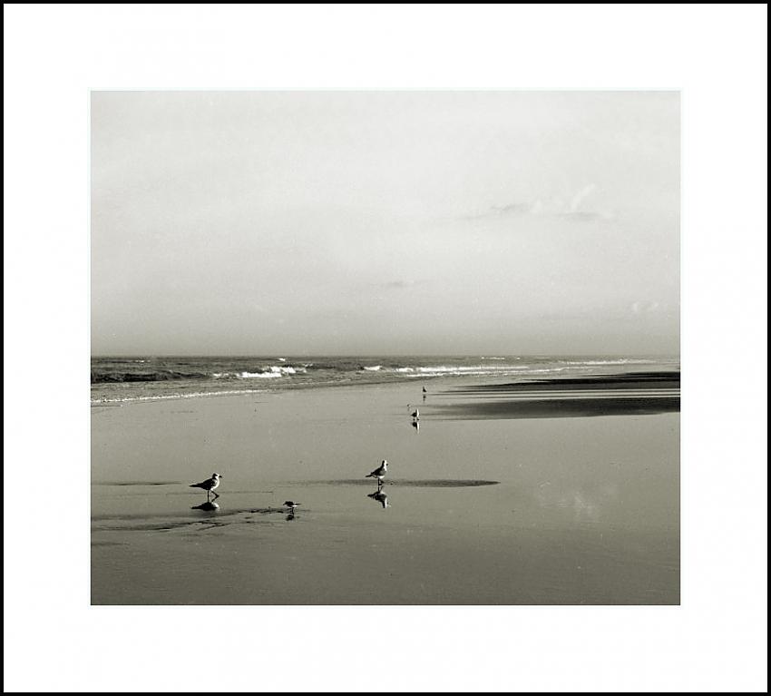 Six Birds, Wet Sand