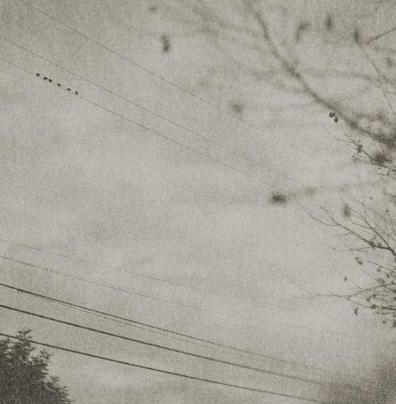 Six sparrows. Gelatin silver print