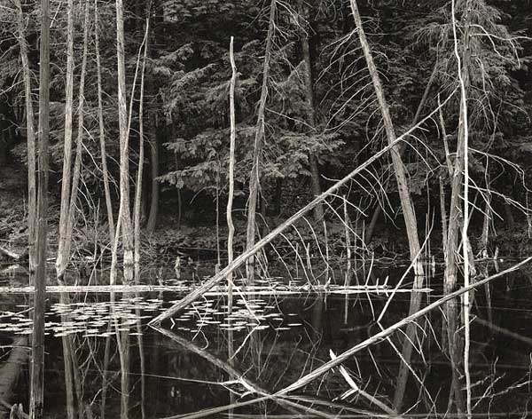 Skeletal Cedars, O'Neil Lake