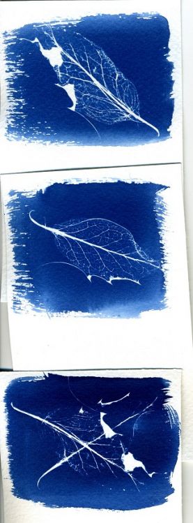Skeletal Leaves 1
