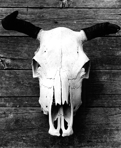 Skull #1