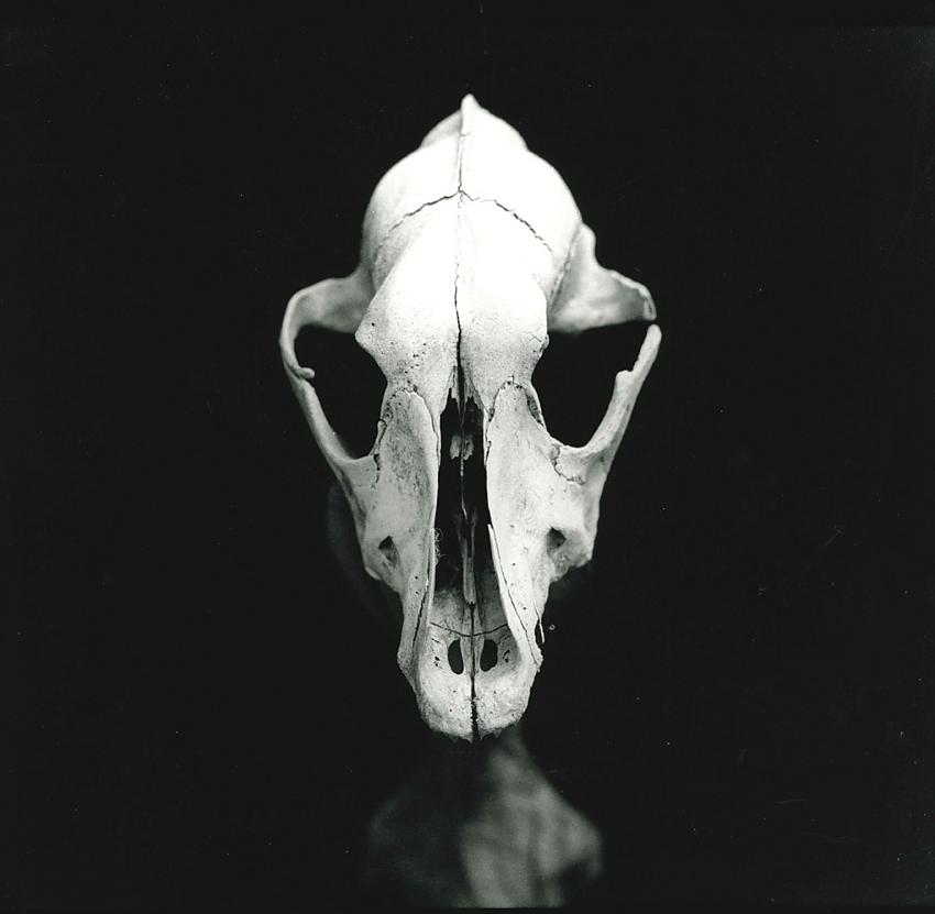 skull 2