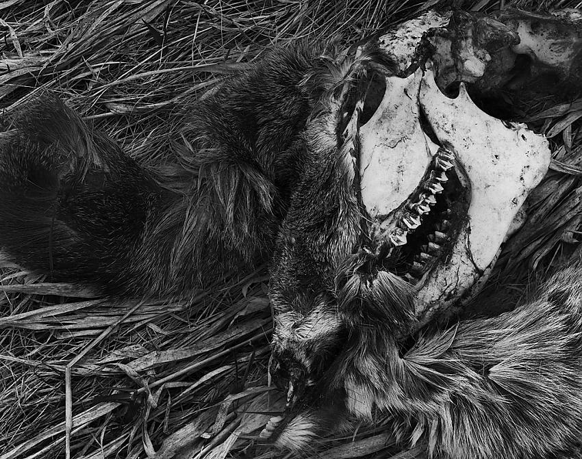 Skull