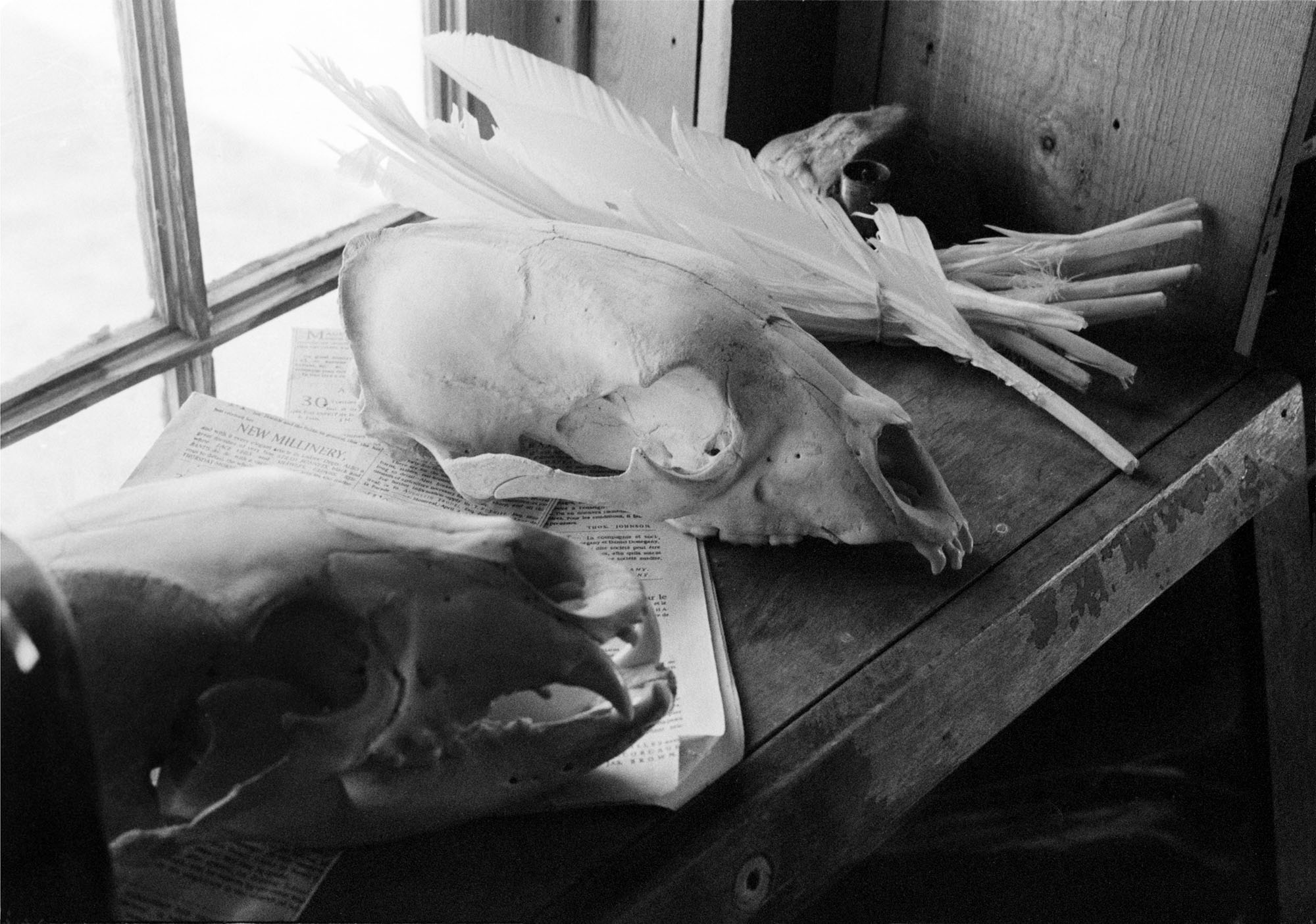 Skulls and feathers