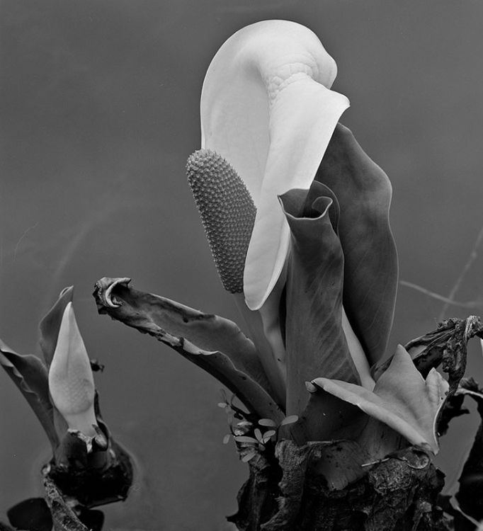 Skunk Cabbage