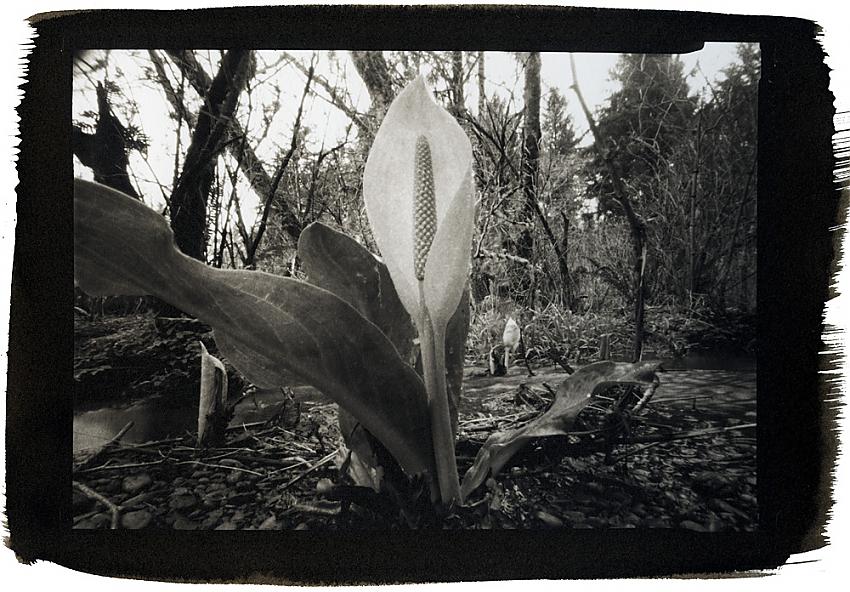 Skunk Cabbage