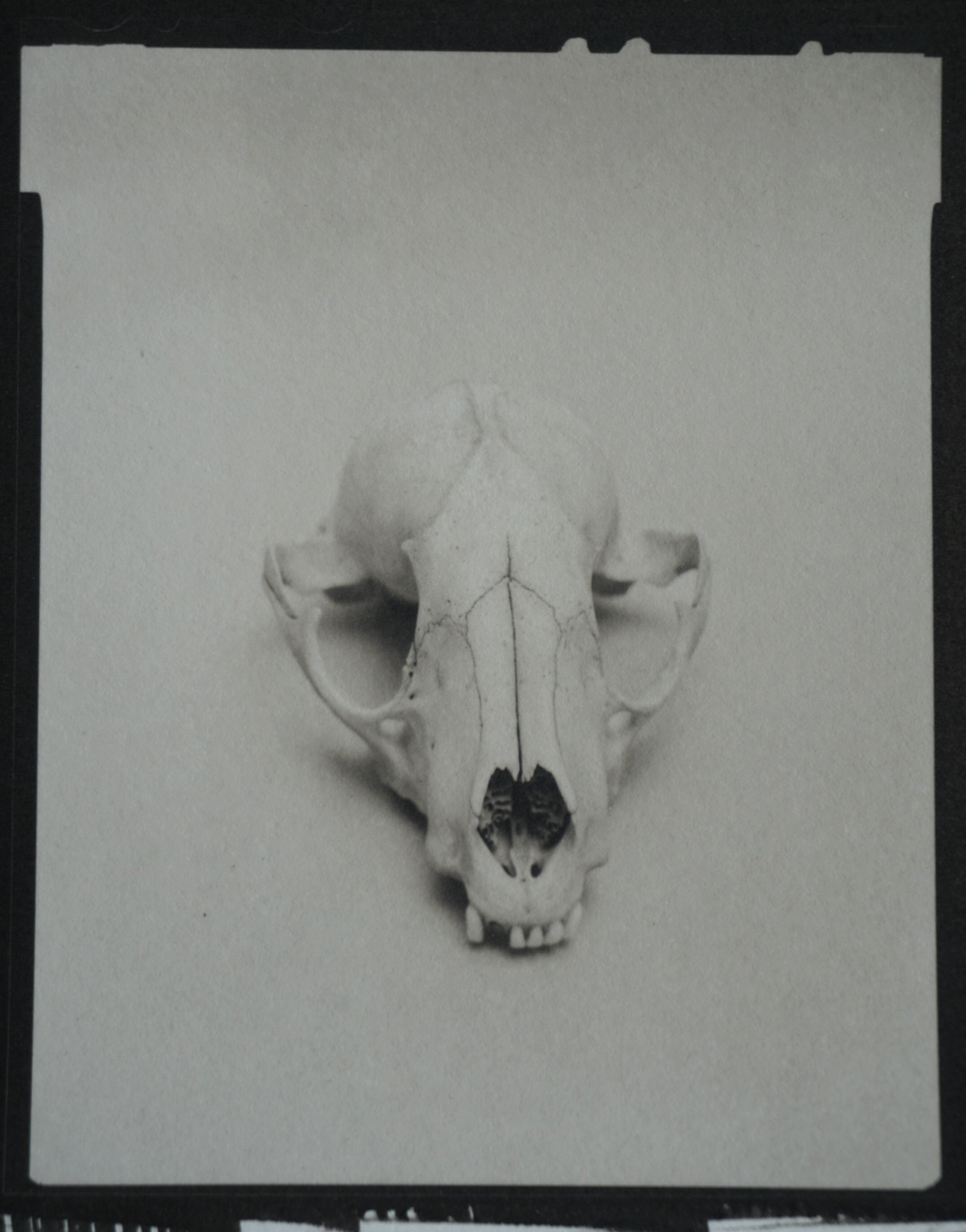 Skunk skull