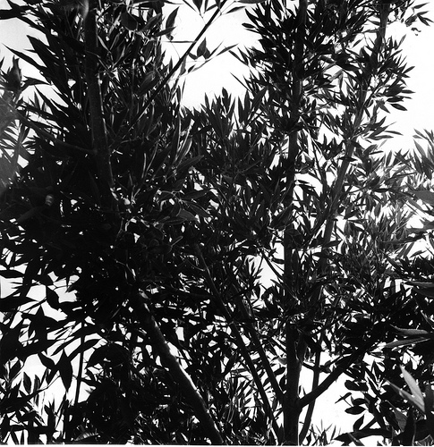Sky and Leaves
