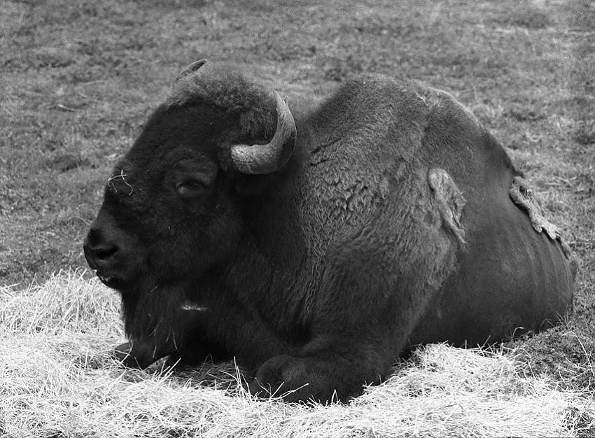 Sleepy bison