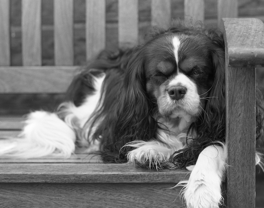 Sleepy Dog (Bertie)