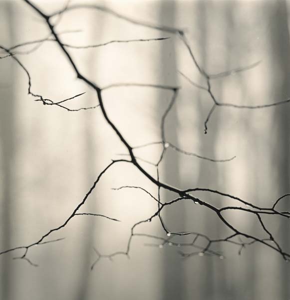 Slender Branches, Eagle Creek