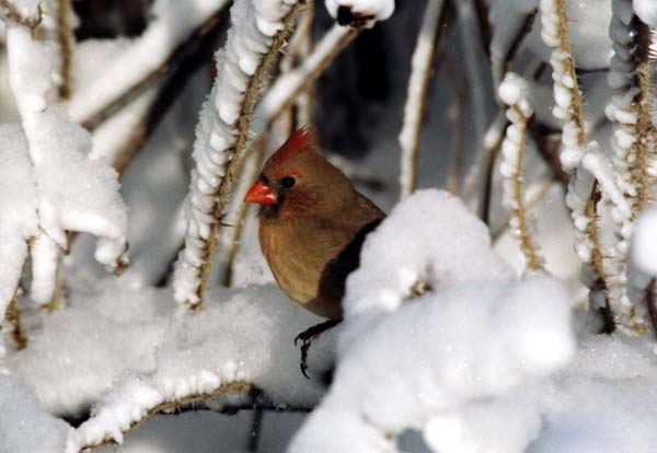 small bird