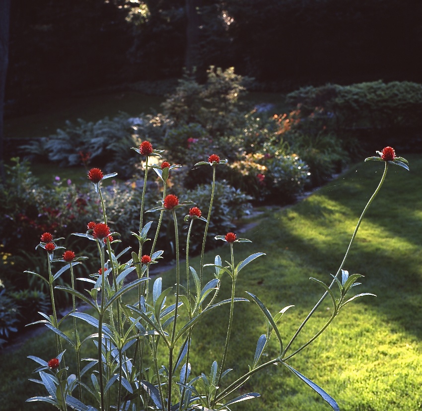 small red flowers