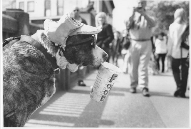 smart dog