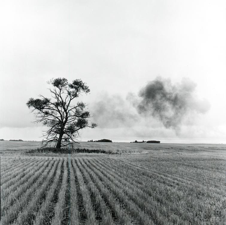 Smoke And Tree