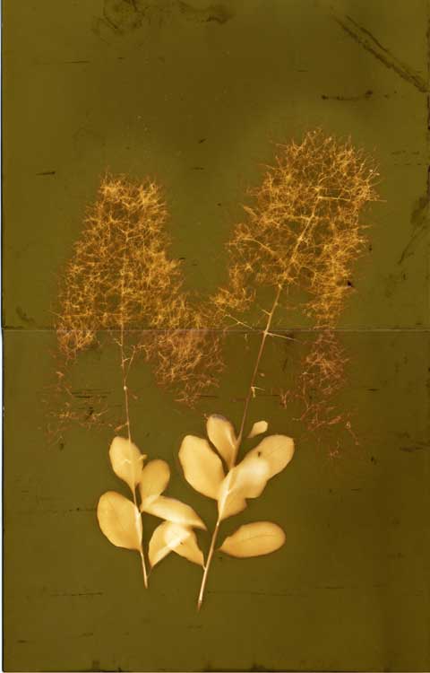 Smokebush 1